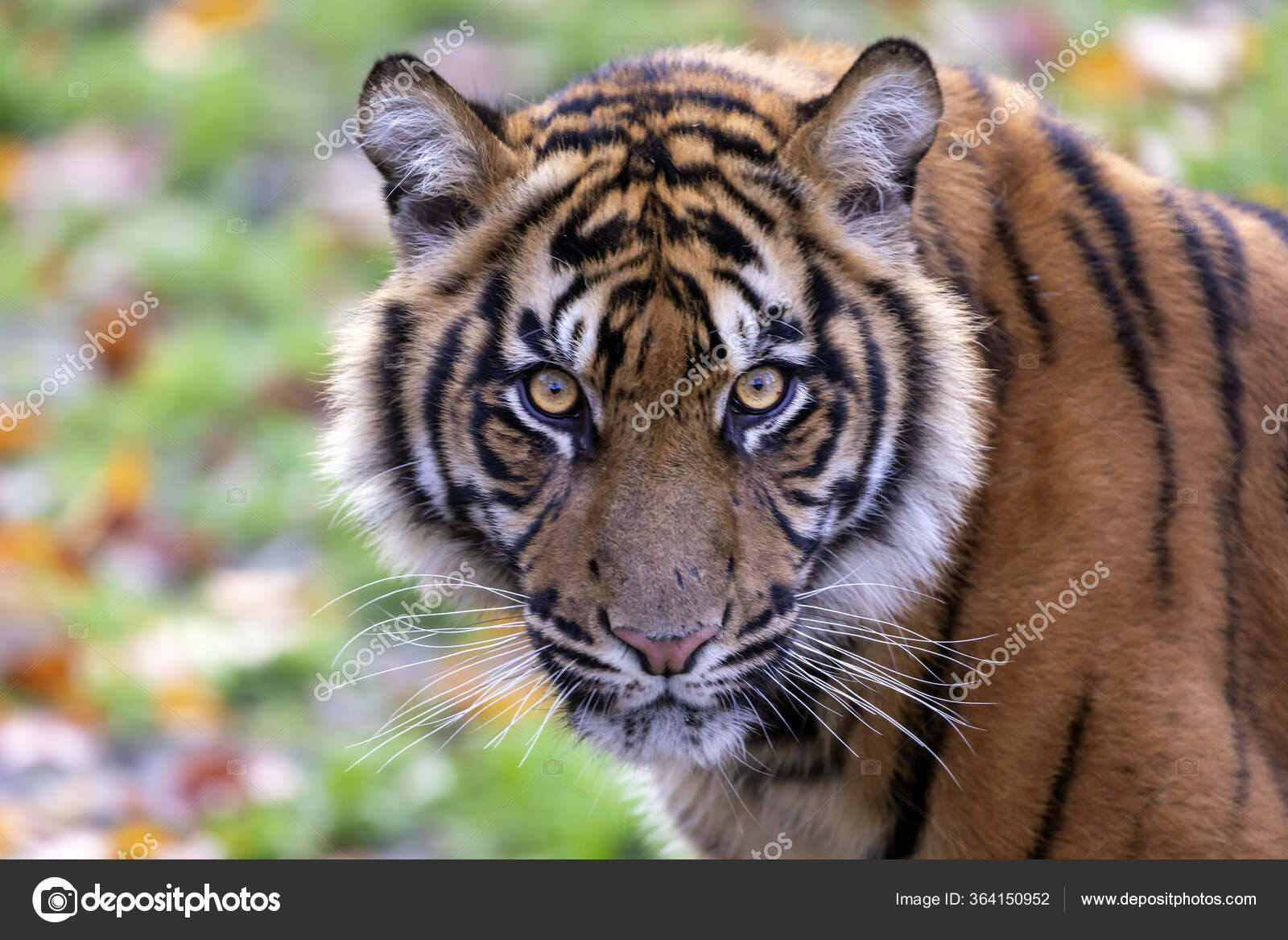 Um tigre está olhando para a câmera.