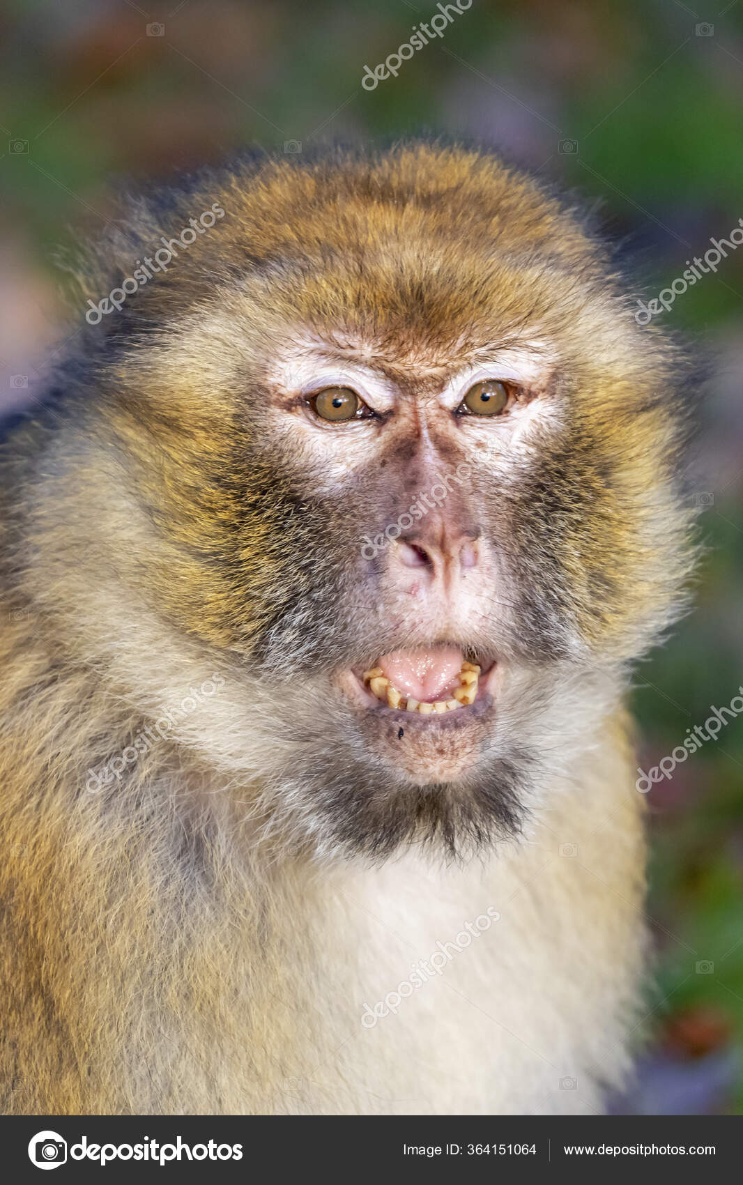 Funny Monkey Portrait Open Mouth Stock Photo by ©EBFoto 364151064