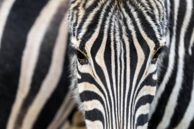 Kesilmiş zebra görüntüsü, sevimli bir hayvan.