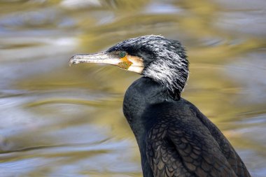 Egzotik kuşun yakın çekimi