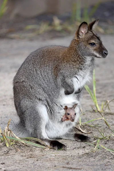 Cute Wallaby Child Sitting Pouch — Stock Photo, Image