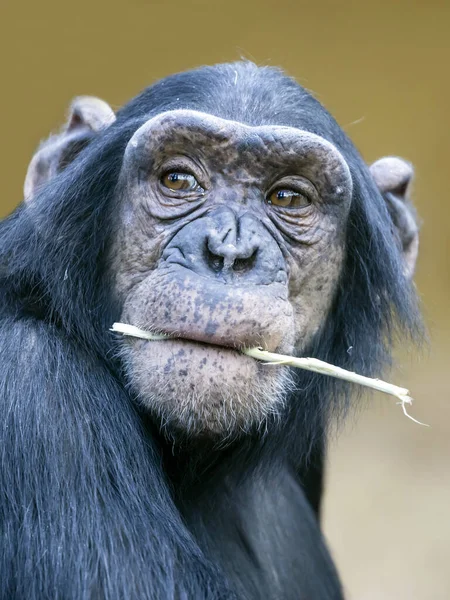 Portré Aranyos Csimpánz Természetes Élőhelyen — Stock Fotó