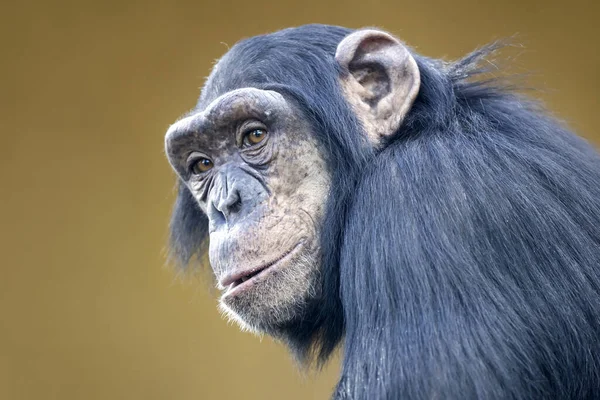 Retrato Lindo Chimpancé Hábitat Natural —  Fotos de Stock