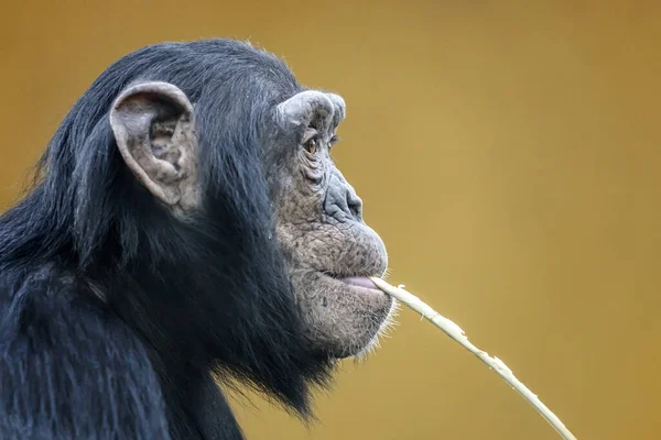 Portret Van Schattige Chimpansee Natuurlijke Habitat — Stockfoto