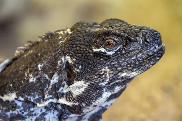 Fechar Tiro Iguana Lagarto — Fotografia de Stock