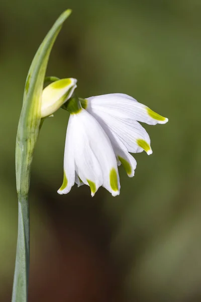 緑色の茎に白い花を咲かせ — ストック写真