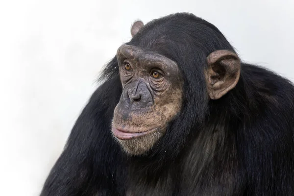 Portret Van Schattige Chimpansee Natuurlijke Habitat — Stockfoto