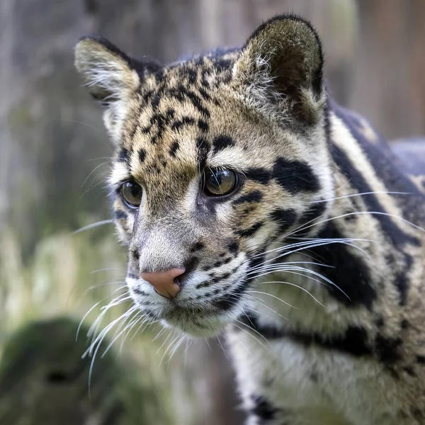 Lindo Leopardo Nublado Primer Plano Retrato —  Fotos de Stock
