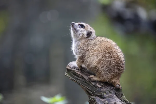 Cute Small Meerkat Sitting Tree Stump — Stock Photo, Image