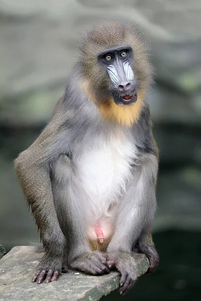 Portret Uitzicht Van Mandrill Primaat Buiten — Stockfoto