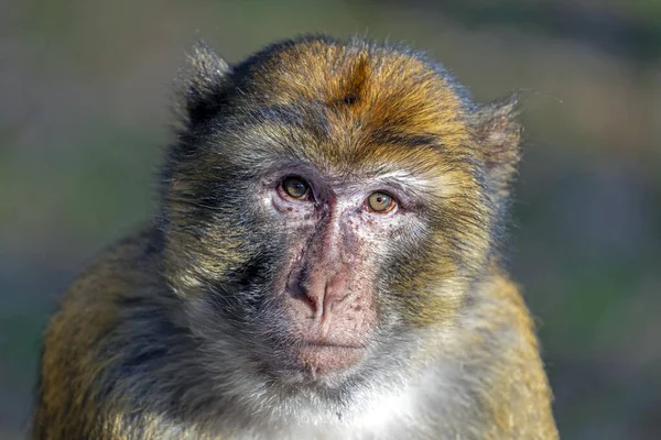 Portrait Funny Monkey Sunlight Outdoors — Stock Photo, Image