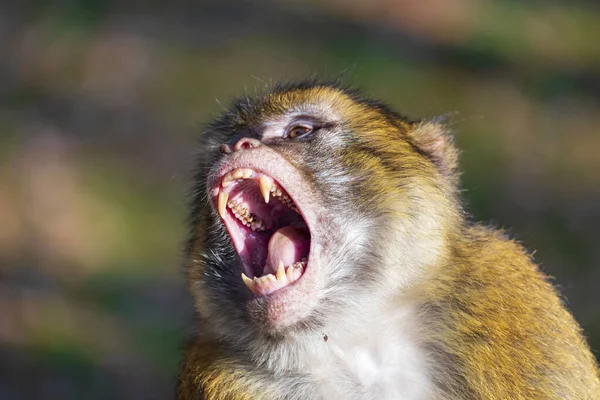 Retrato Macaco Engraçado Com Boca Aberta — Fotografia de Stock