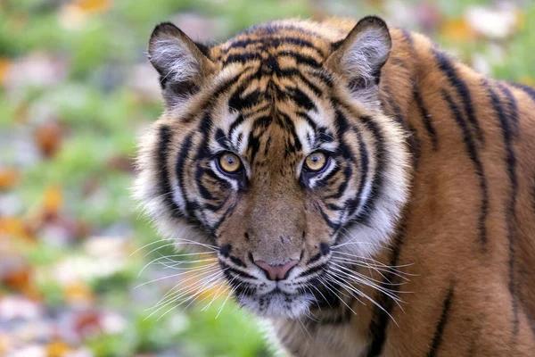 Junger Tiger Outdoor Szene Mit Blick Auf Kamera — Stockfoto