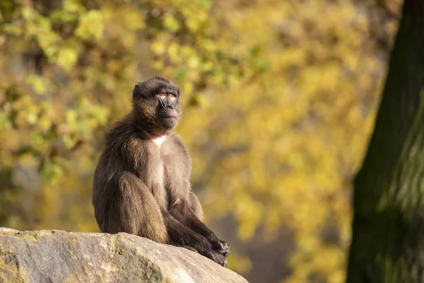 Funny Monkey Sitting Sunlight Outdoors — Stock Photo, Image