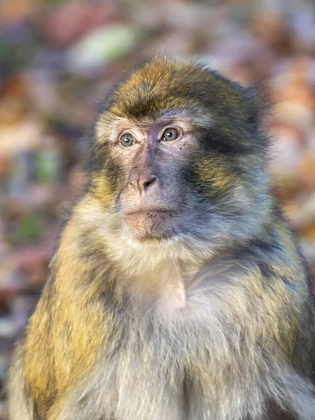 Lustiger Affe Sitzt Sonnenlicht Freien — Stockfoto