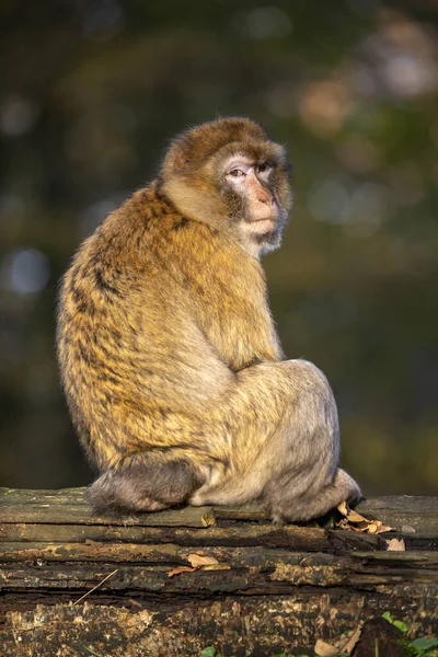 Macaco Engraçado Sentado Luz Sol Livre — Fotografia de Stock