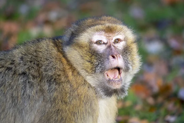 Śmieszne Małpa Portret Otwartymi Ustami — Zdjęcie stockowe