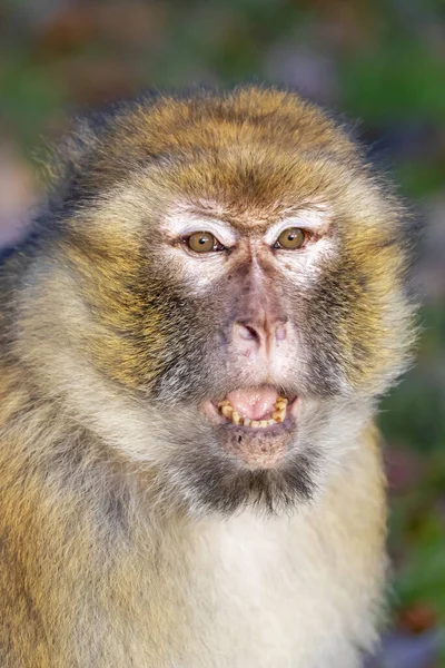 口を開けて面白い猿の肖像画 — ストック写真
