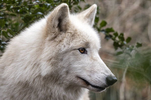 Close up portrait of white wolf outdoors