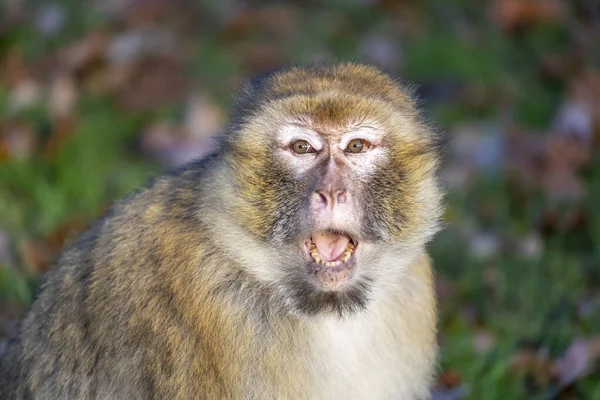 Funny Monkey Portrait Open Mouth — Stock Photo, Image