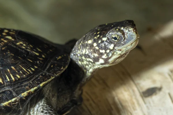 Bijgesneden Shot Van Kleine Schildpad Zonlicht — Stockfoto