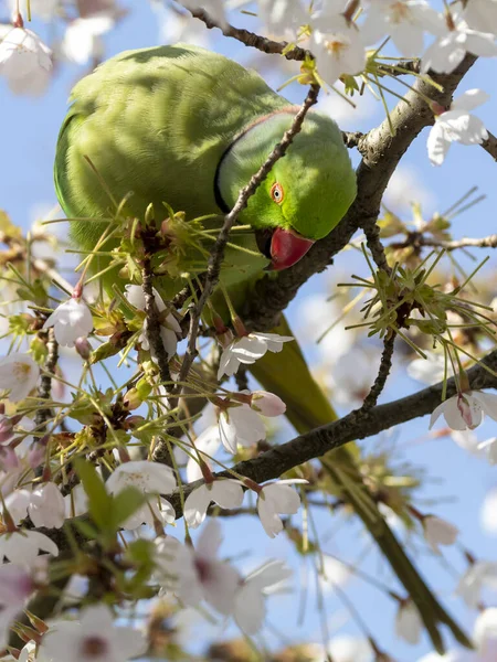 Θέα Του Πράσινου Παπαγάλου Που Τρέφεται Ανθισμένο Δέντρο — Φωτογραφία Αρχείου
