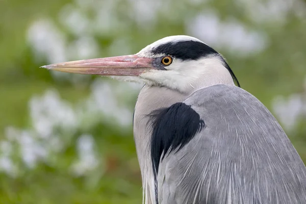 White Exotic Bird Close Shot — Stock Photo, Image