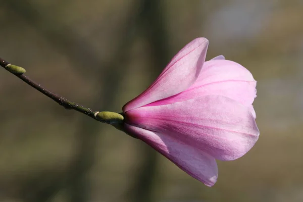 木の枝にピンクのマグノリアの花が咲く — ストック写真