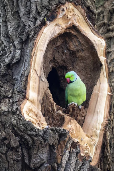 View Colorful Parrot Perching Tree — Stock Photo, Image