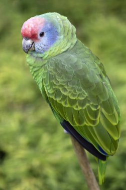 Yeşil çalıların üzerinde oturan renkli papağan.