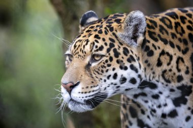 Dışarıdaki kızgın jaguarın portresi.