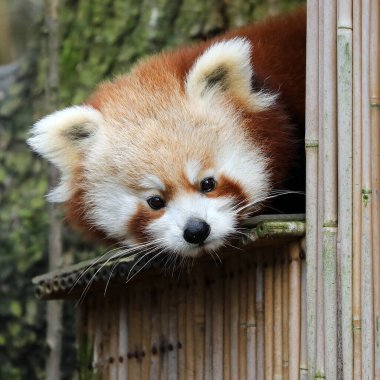 Tatlı kırmızı panda bambu üzerinde 