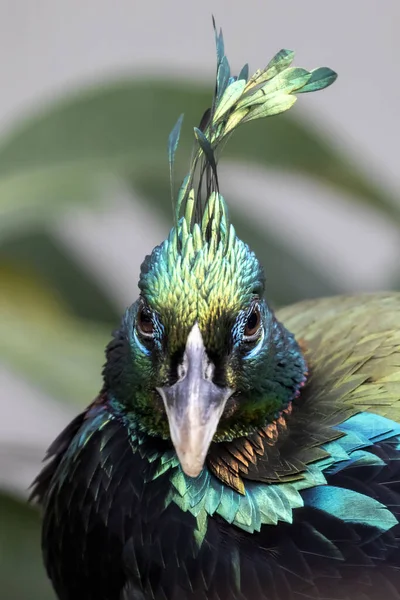 cropped shot of colorful exotic bird