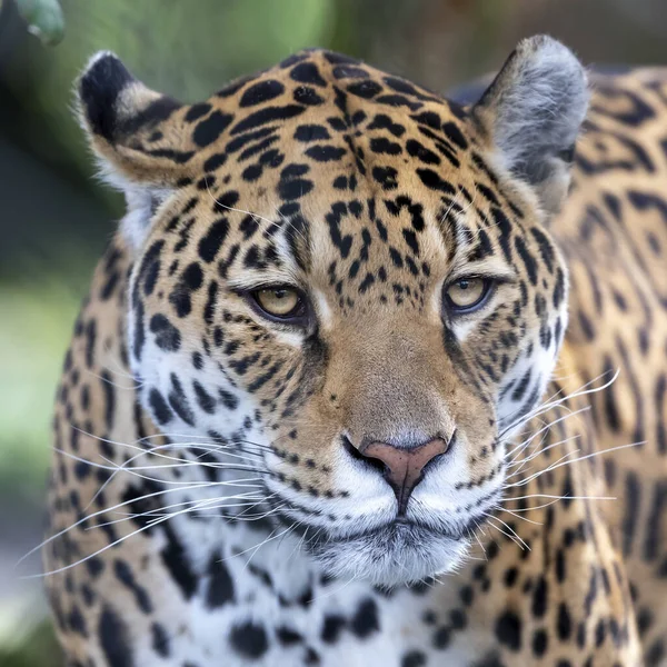 Portrait Jaguar Dans Scène Sauvage Extérieure — Photo