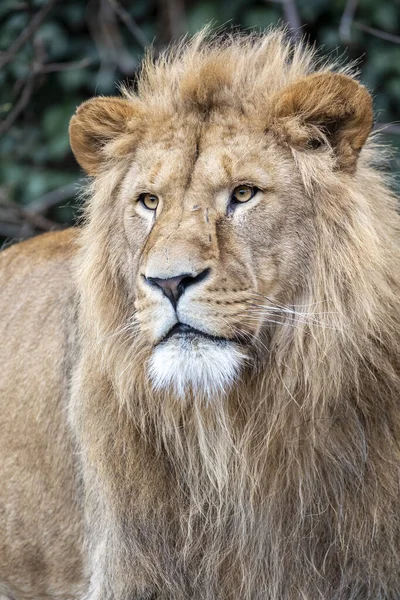 Portret Van Jonge Mannelijke Leeuw Natuurlijke Habitat — Stockfoto
