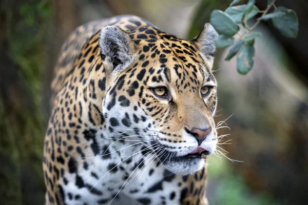 Portrait Jaguar Dans Scène Sauvage Extérieure — Photo