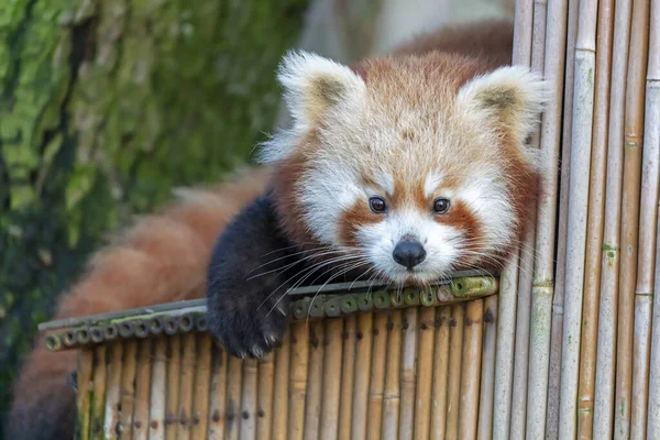 Aranyos Piros Panda Bambusz Kerítés — Stock Fotó