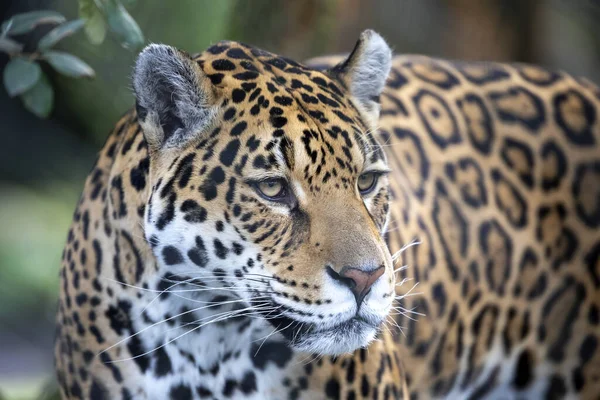 Portrait Jaguar Dans Scène Sauvage Extérieure — Photo