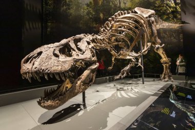 T-Rex dinozor iskeleti müzede ve arka planda insanlar var.