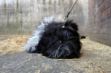 Şirin tüylü köpek yerde samanla yatıyor.