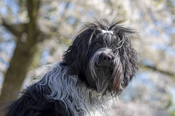 Schattig Harige Hond Poseren Camera Buiten — Stockfoto