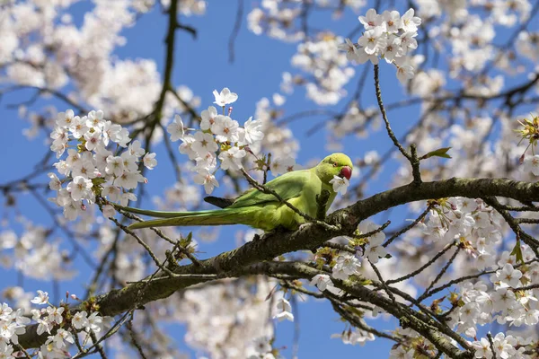 Över Grön Papegoja Sittande Blommande Träd — Stockfoto