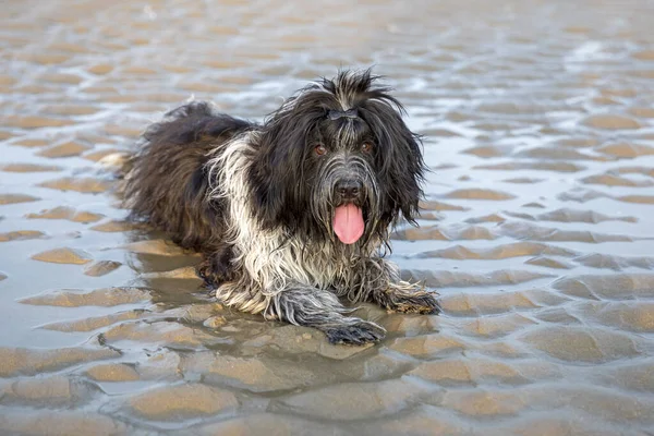 Niedlicher Pelziger Hund Flusswasser Mit Herausgestreckter Zunge — Stockfoto