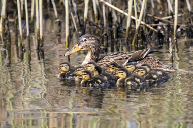 Gölde ördek yavrusu