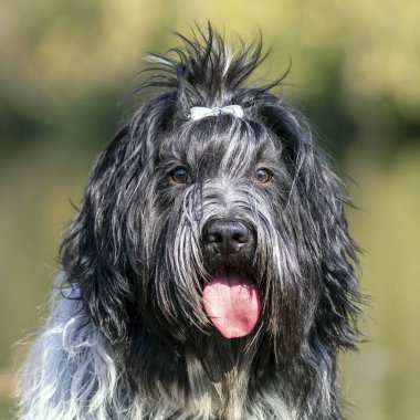 Dışarıdaki kameraya poz veren sevimli köpek.