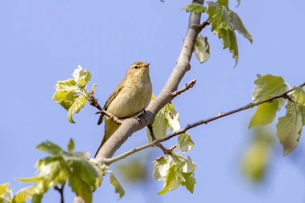 Schattige Vogel Zittend Boom — Stockfoto