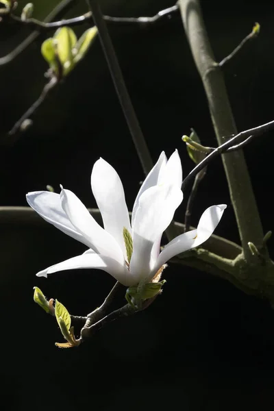 花に白いマグノリアの花 — ストック写真