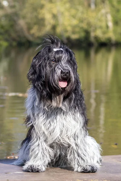 Schattig Hond Poseren Camera Buiten — Stockfoto