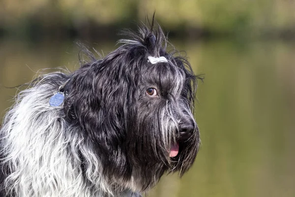 Schattig Hond Poseren Camera Buiten — Stockfoto