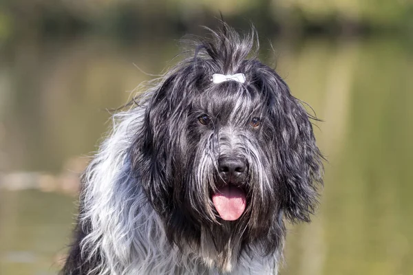 Chien Mignon Posant Caméra Extérieur — Photo